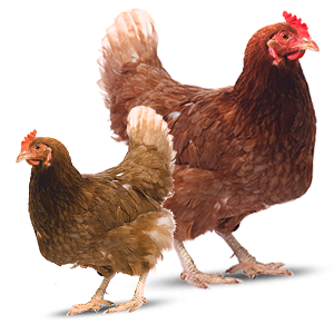 broilers farming systems